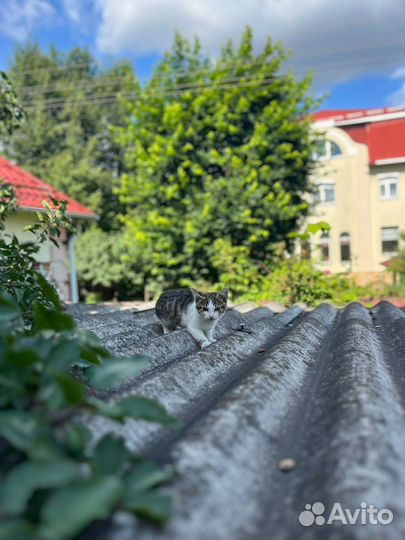 Котенок Мусик