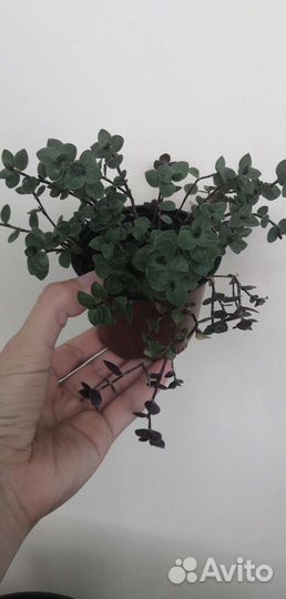 Адениум и другие комнатные цветы. Разные