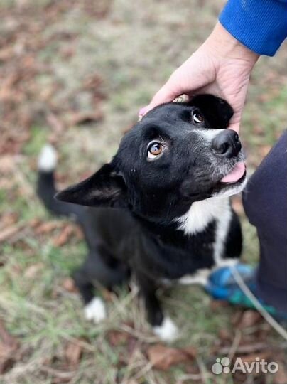 Собака бесплатно