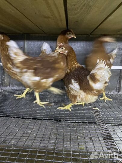 Куры несушки