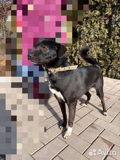 Собака в добрые руки