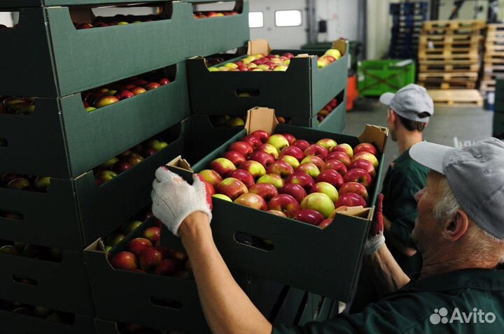 Комплектовщики в ночь (склад овощи/фрукты)