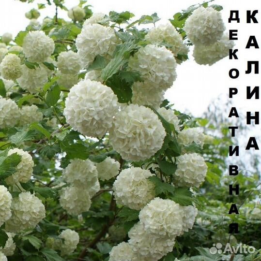 Саженцы Декоративных растений