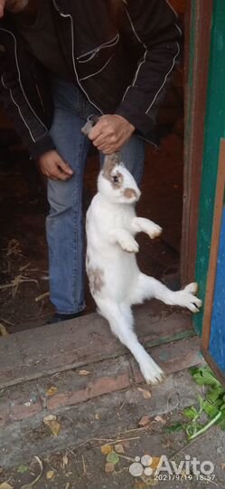 Племенные кролики мясных пород