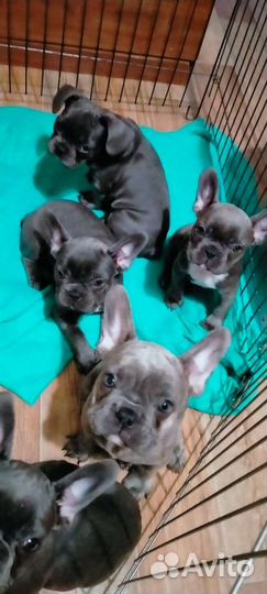 Французский бульдог голубой