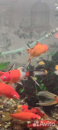 Золотые рыбки