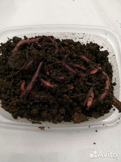 Черви дендробена