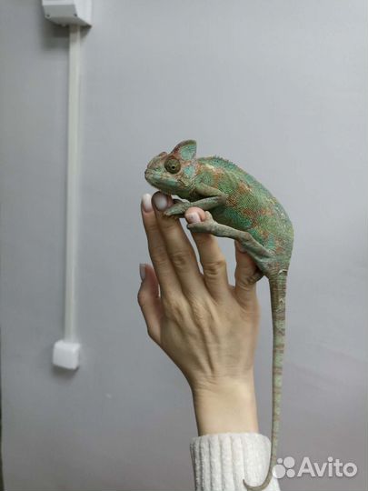 Хамелеон