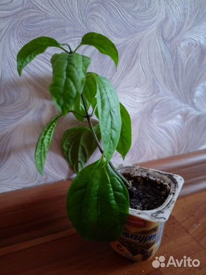 Клеродендрум