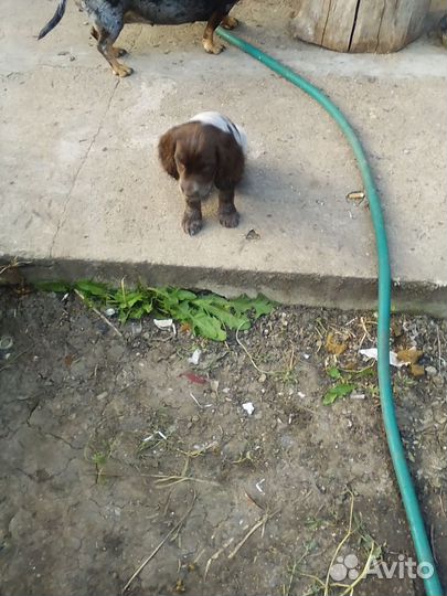 Русский спаниель