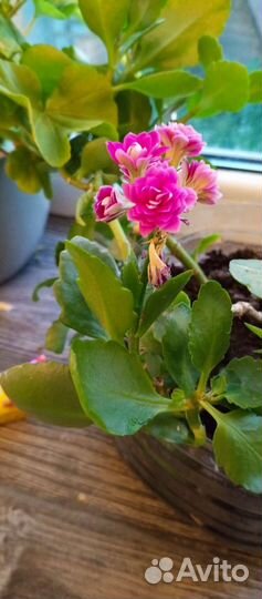 Каланхоэ лечебное