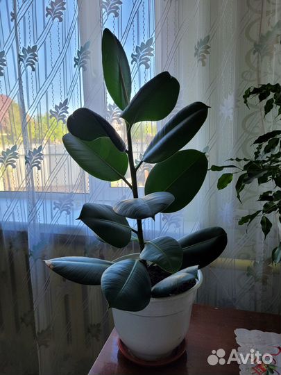 Фикус