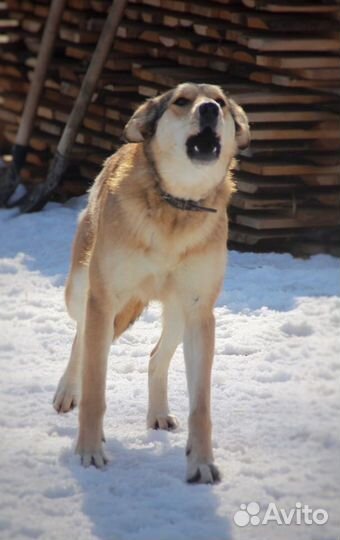 В добрые руки