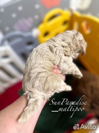 Тедди пудель девочка Китай