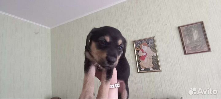 Домашние животные собаки