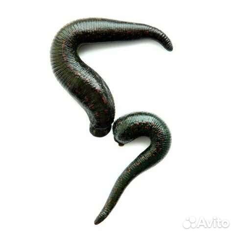 Доставка Пиявок