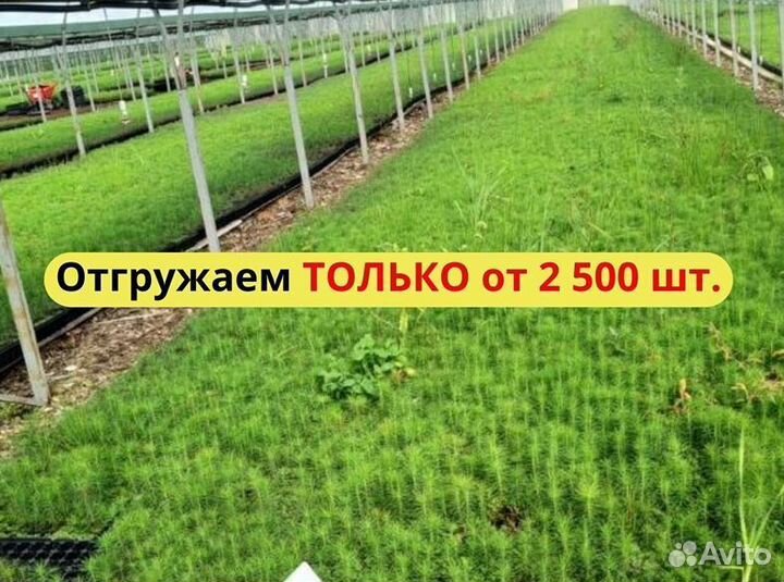Саженцы сосны окс от производителя