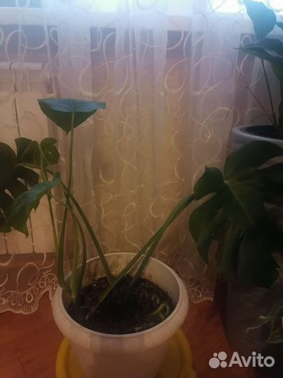 Продам цветы комнатные