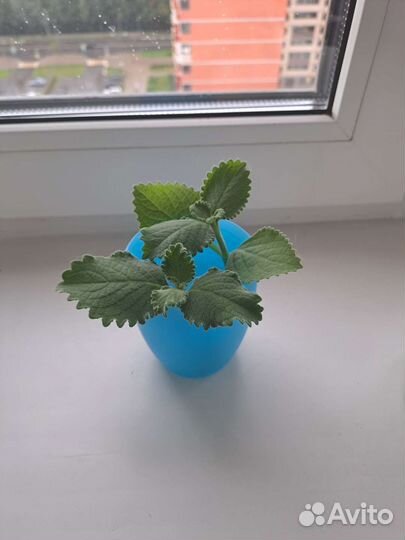 Мята домашняя