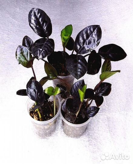 Замиокулькасы Зензи, Равен