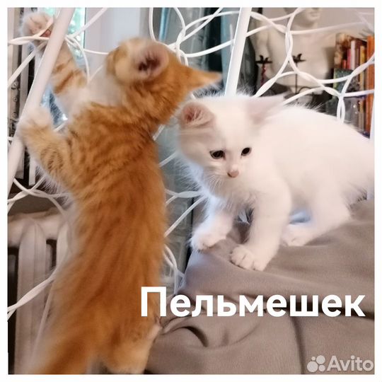 Котята в добрые руки
