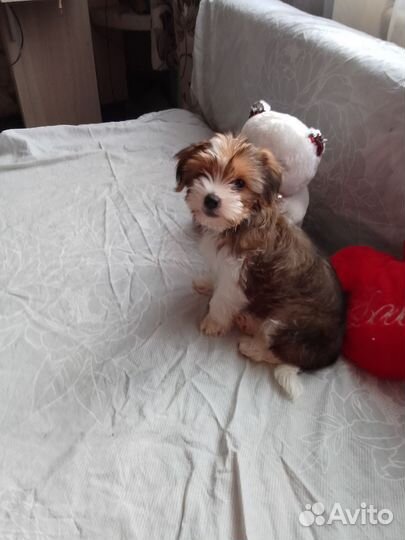 Йоркширский терьер