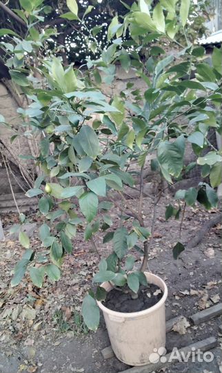 Лимонное дерево с плодами