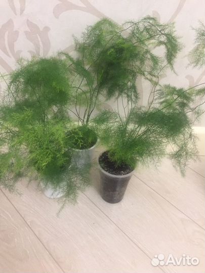 Аспарагус Мейера