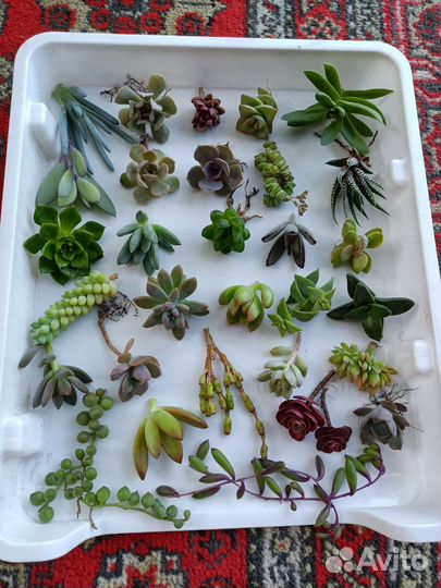 Суккуленты набор