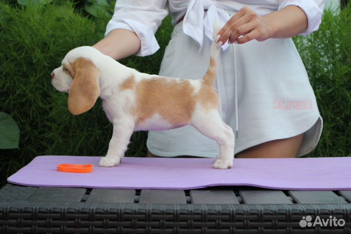 Щенки бигль. Питомник