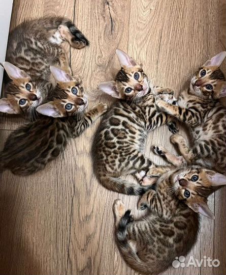 Бенгальские котята