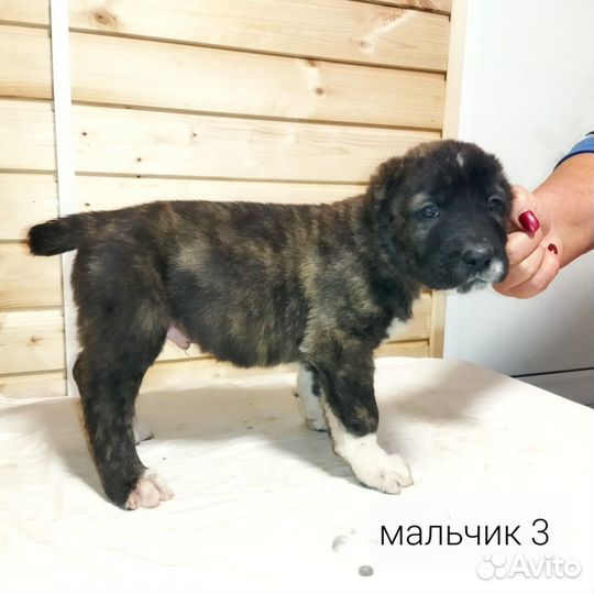 Щенки сао алабай