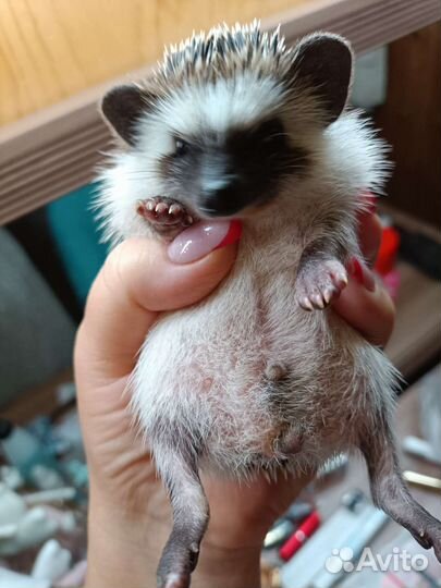 Африканский карликовый еж