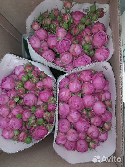 Розы оптом и в розницу. кустовые розы