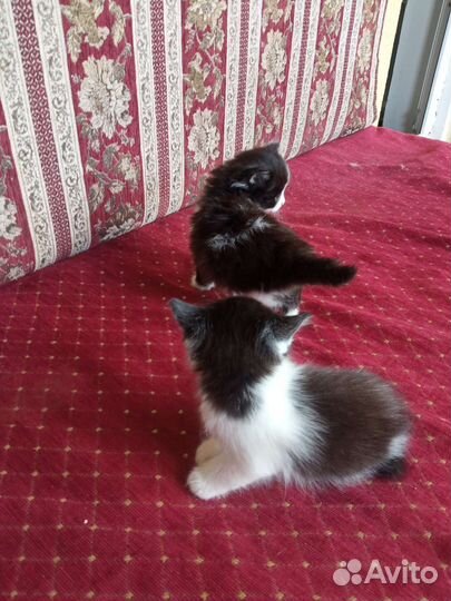 Котята в добрые руки бесплатно