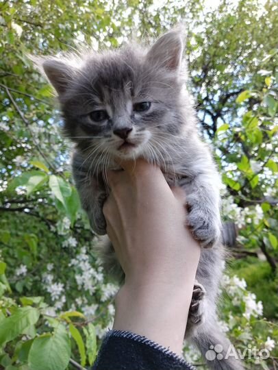 Котята в добрые руки 1 месяц