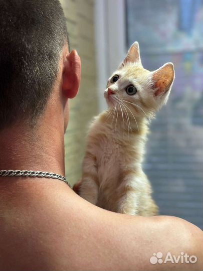 Рыжий котенок в добрые руки