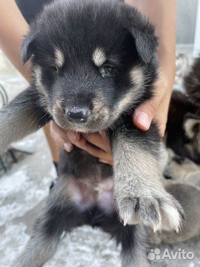 Собака хаски