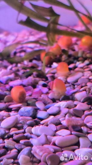 Улитки аквариумные