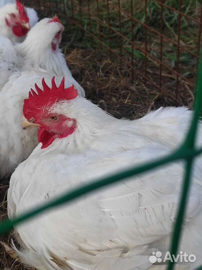 Курочка домашняя