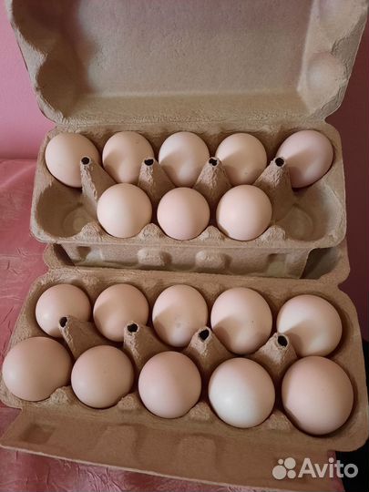 Инкубационное яйцо породистых кур мясной породы