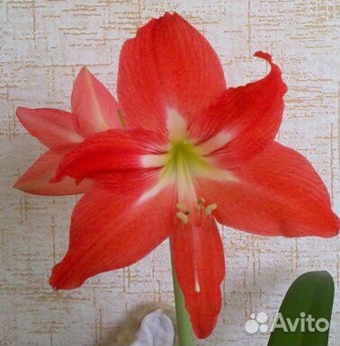 Гиппеаструм