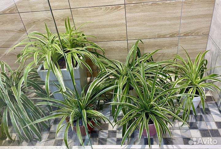 Хлорофитум