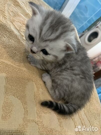 Британские котята