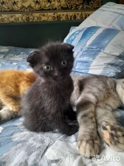 Шотландская вислоухая