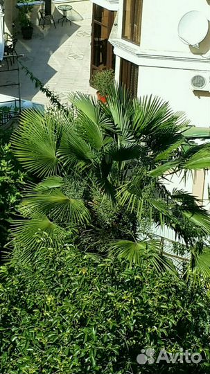 Пальма Трахикарпус Форчуна