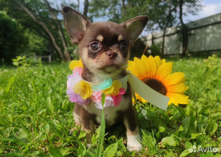 Лиловые и шоколадные щенки чихуахуа
