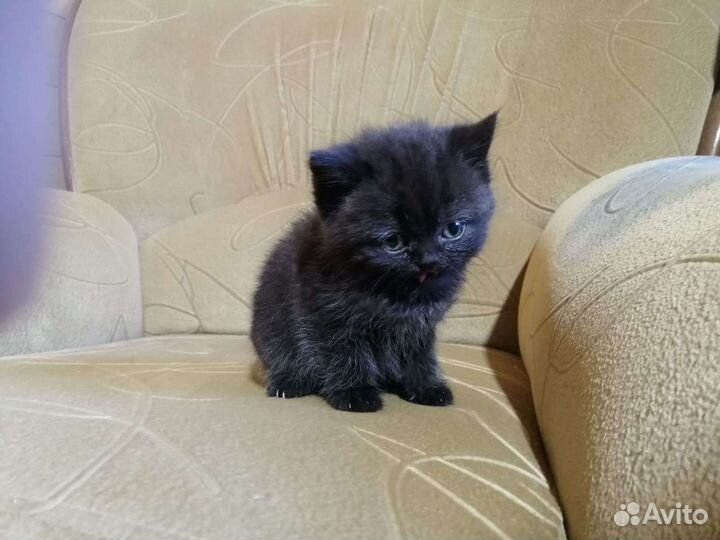 Котята шотландские крысоловы 2 месяца