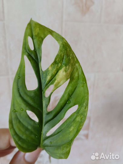 Монстера адансона желтый вар
