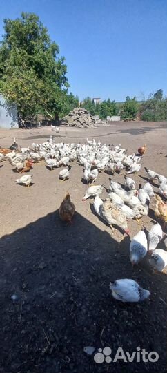 Молодые петушки